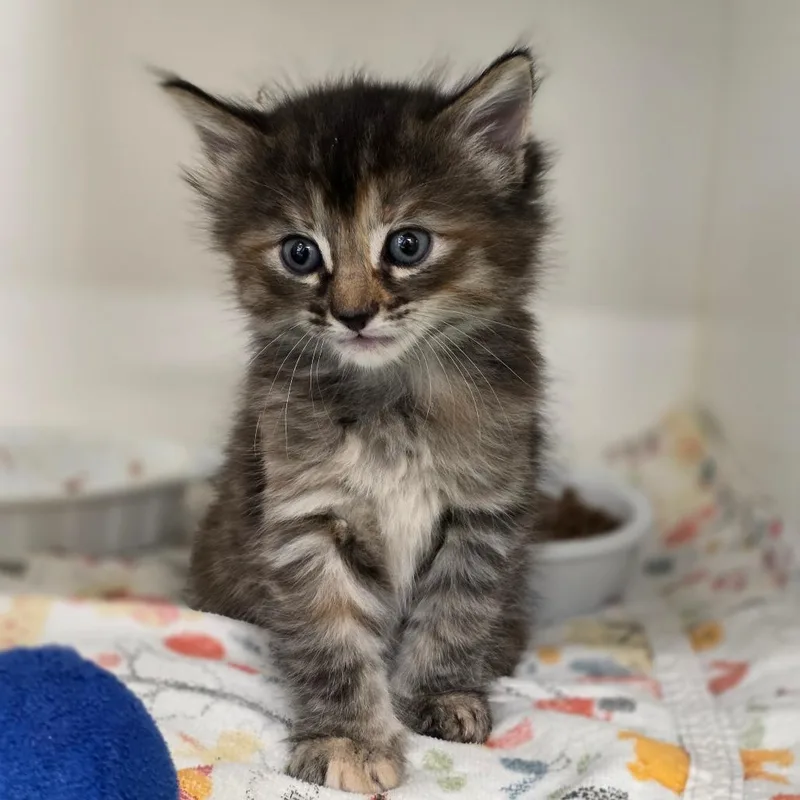A baby small-sized female Domestic Medium Hair cat named Pumice for adoption in Phoenix, AZ