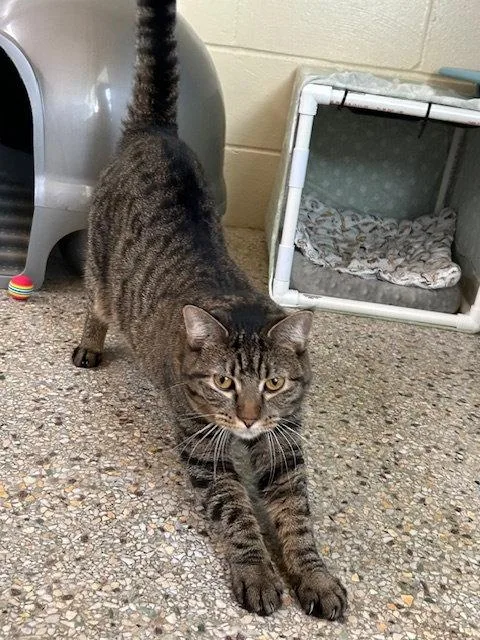 A young medium-sized female Domestic Short Hair cat named Alli Star for adoption in Williamsburg, IA