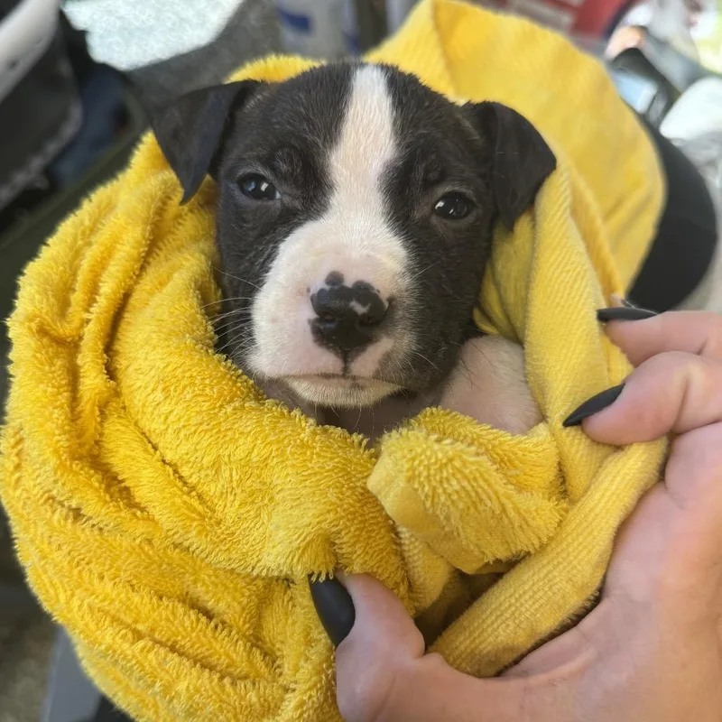 A baby small-sized male Black Mixed Breed dog named Oakley for adoption in Springboro, OH