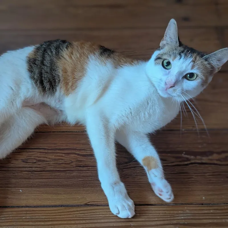 A young medium-sized female Calico Domestic Short Hair cat named Caryn for adoption in Jupiter, FL
