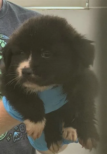 A baby small-sized male American Staffordshire Terrier dog named Hashbrown for adoption in San Antonio, TX