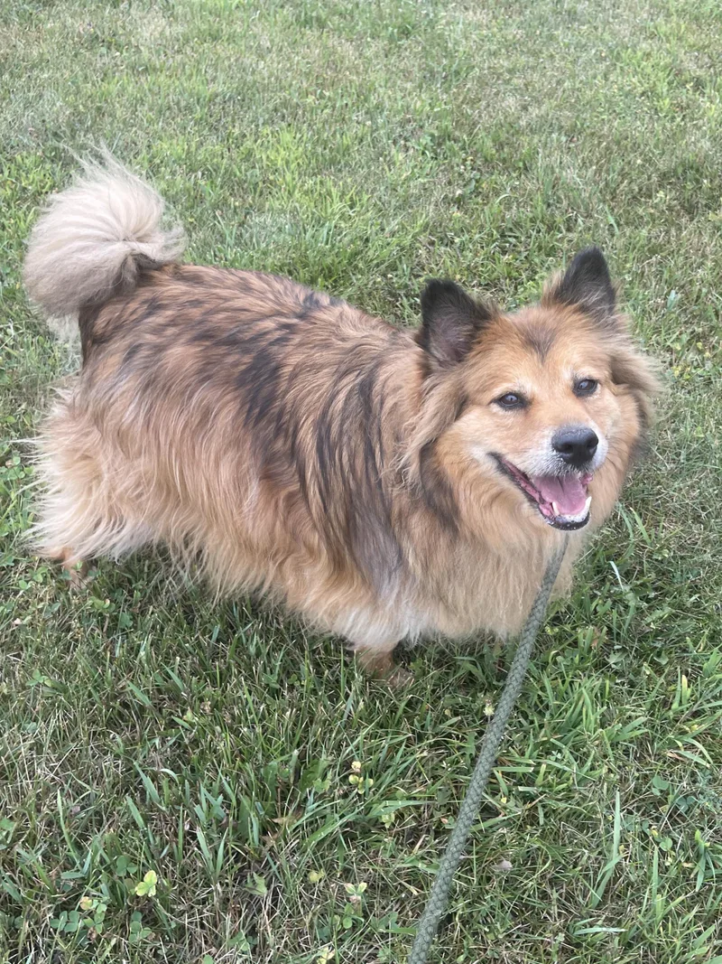 An adult medium-sized male Brown / Chocolate Mixed Breed dog named Apollo for adoption in Allegan, MI