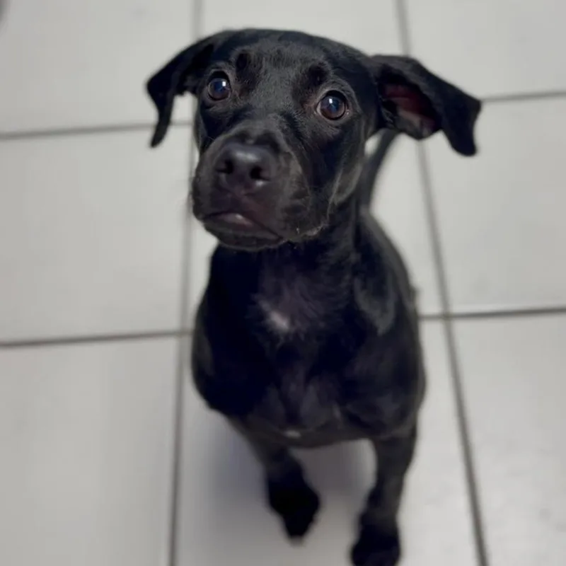 A young medium-sized female Black Mixed Breed dog named Happy for adoption in Washington Township, OH