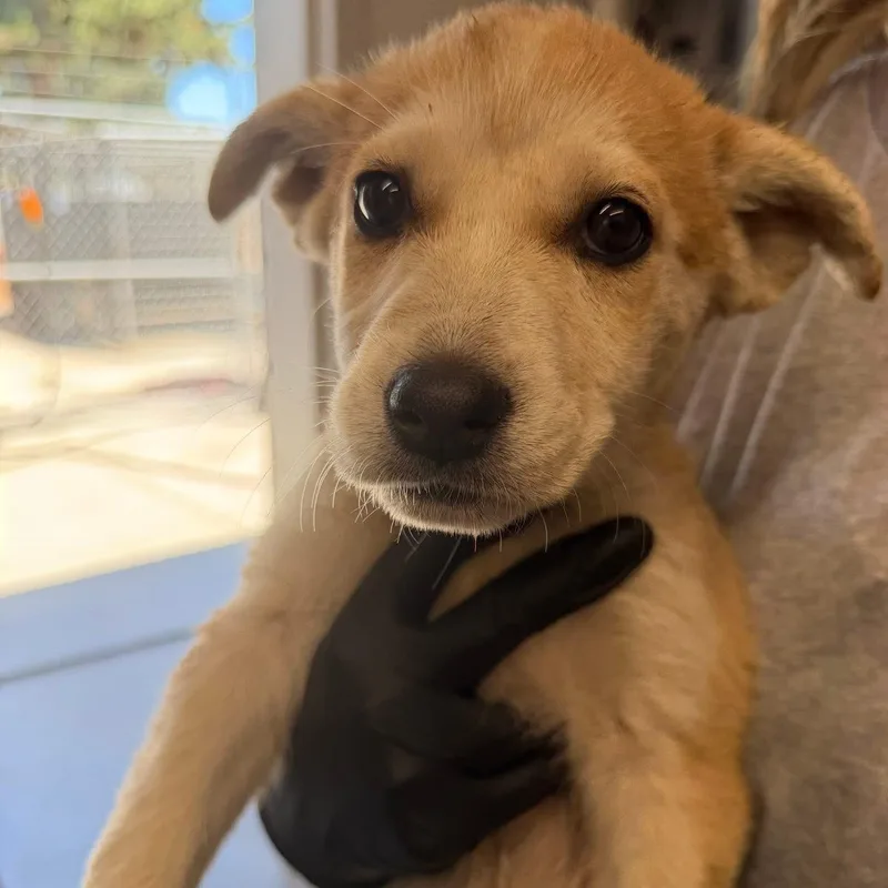 A baby large-sized female German Shepherd Dog dog named Paige for adoption in Oakdale, CA