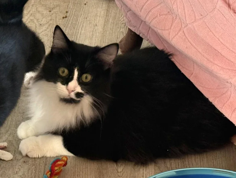 A young large-sized male Maine Coon cat named Hades for adoption in Hockessin, DE