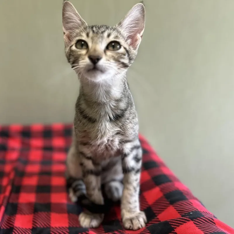 A baby medium-sized male Domestic Short Hair cat named Cookie for adoption in Kyle, TX