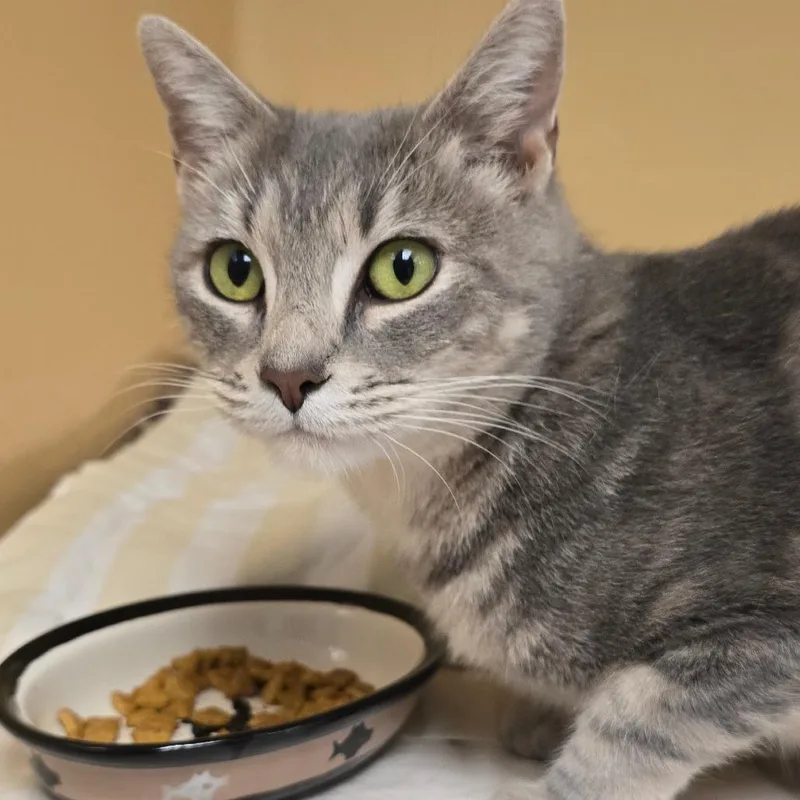 A young medium-sized female Gray / Blue / Silver Domestic Short Hair cat named Artemisia for adoption in East Hanover, NJ