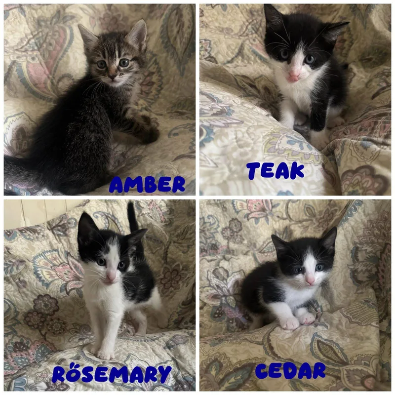A baby medium-sized female Black & White / Tuxedo Domestic Short Hair cat named Rosemary for adoption in Herndon, VA
