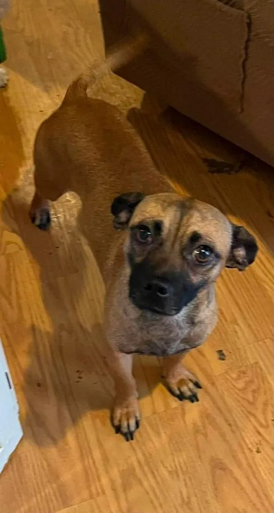 An adult small-sized male Tricolor (Brown, Black, & White) Chihuahua dog named Cubo for adoption in TUCSON, AZ