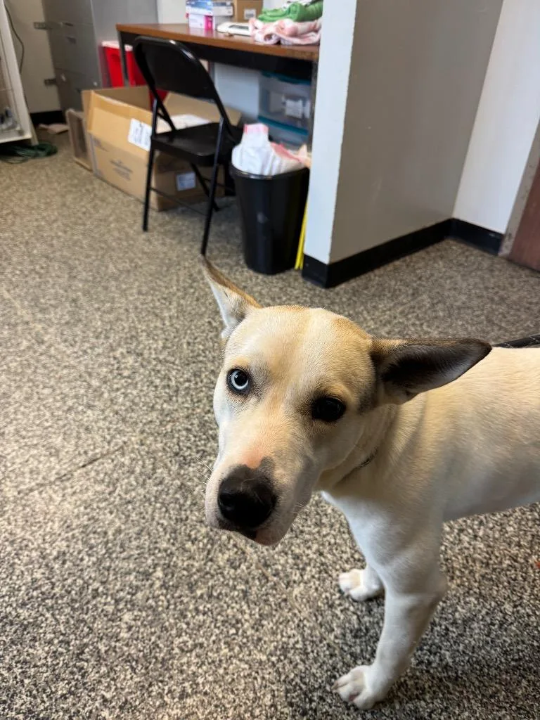 A young large-sized female Mixed Breed dog named Cleo for adoption in Columbia, TN