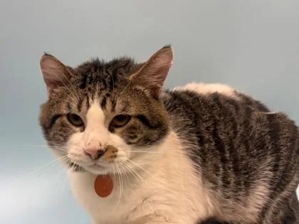An adult small-sized male Domestic Short Hair cat named Milk for adoption in Woodbury, MN