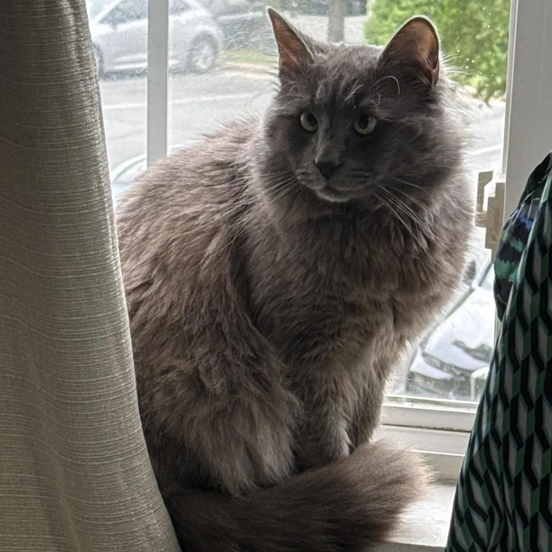 An adult large-sized male Gray / Blue / Silver Domestic Long Hair cat named Smokey for adoption in Winston Salem, NC