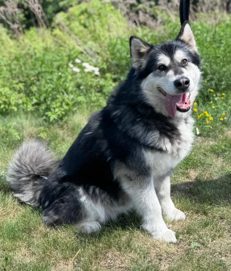 An adult large-sized female Black Alaskan Malamute dog named Asya for adoption in Hackensack, MN