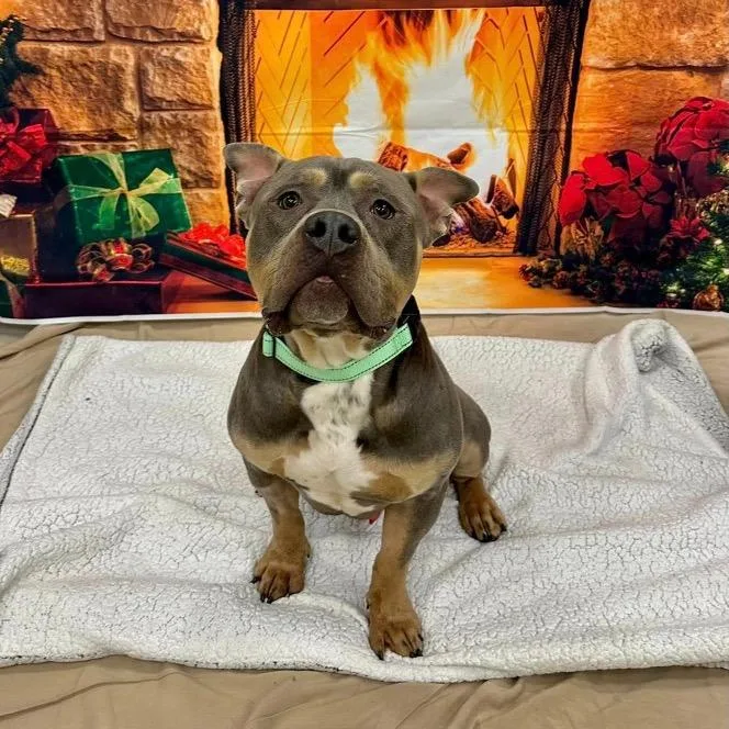 An adult medium-sized male Gray / Blue / Silver Pit Bull Terrier dog named Archie for adoption in Newark, NJ