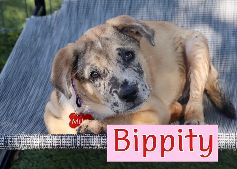 A baby medium-sized female Catahoula Leopard Dog dog named Bippity for adoption in Keller, TX