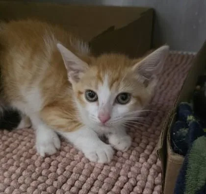 A baby small-sized male Domestic Medium Hair cat named Mewcifer for adoption in Clinton, MO