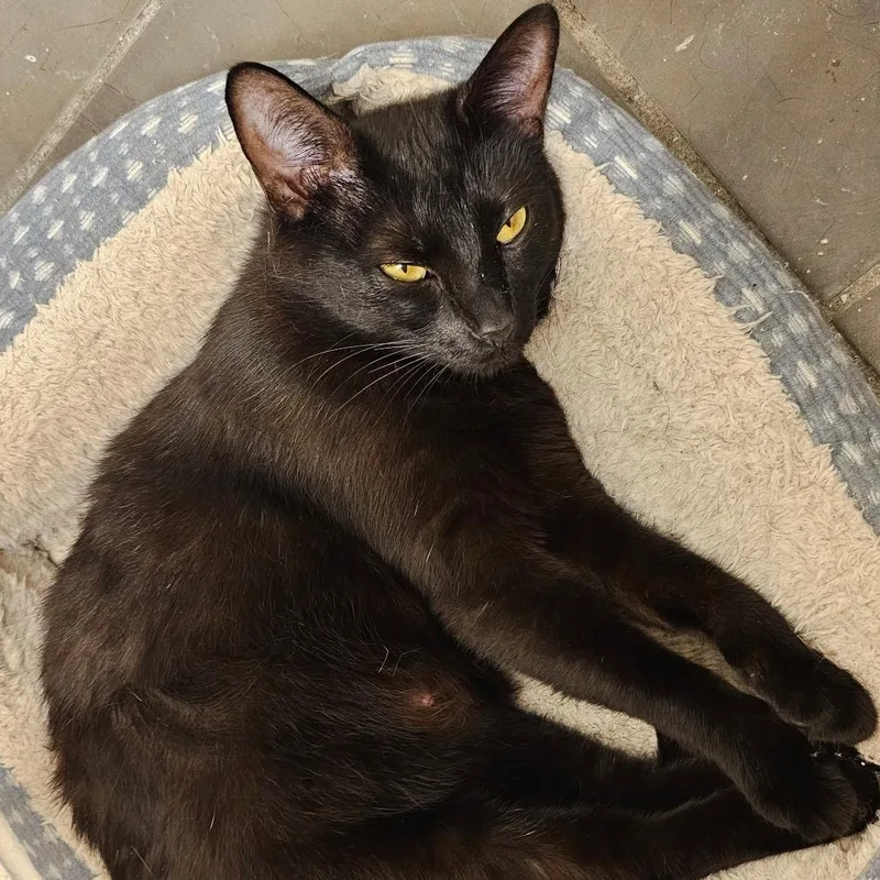 An adult medium-sized female Black Domestic Short Hair cat named Squeak for adoption in SNOW HILL, NC