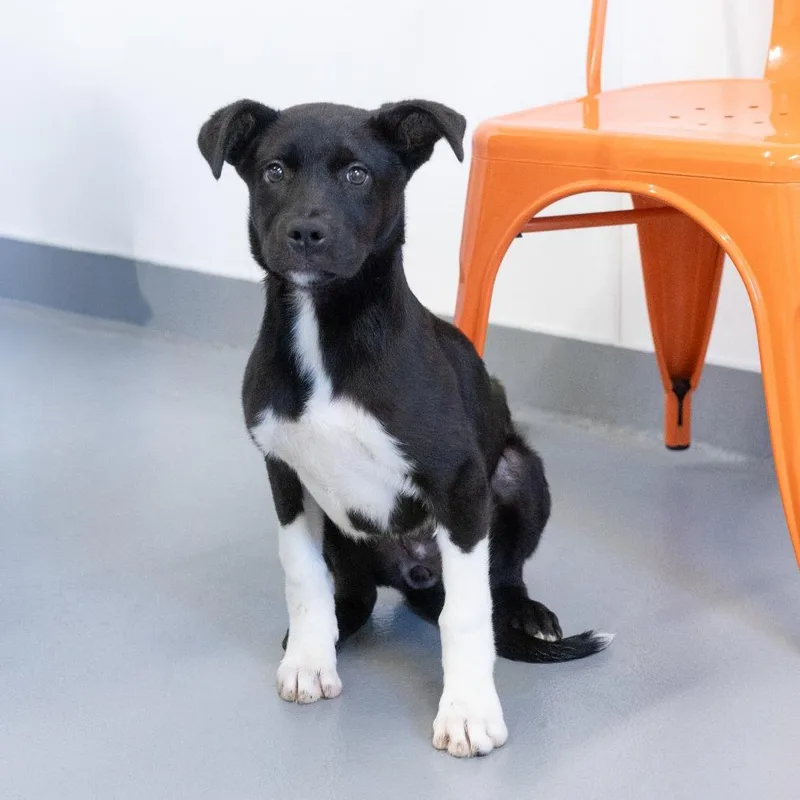 A baby medium-sized male Black Mixed Breed dog named Enchilada for adoption in Cape Girardeau, MO