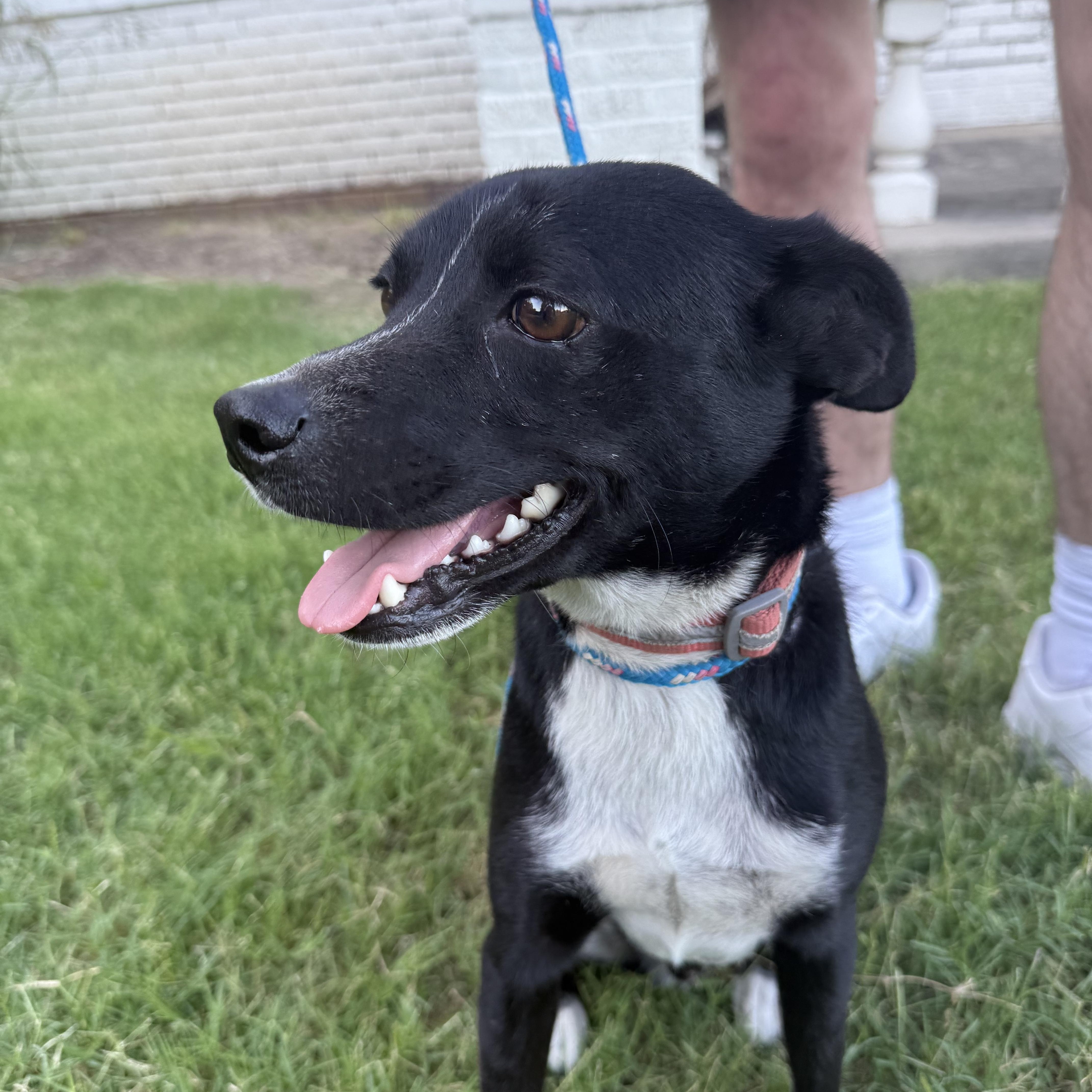 An adult small-sized male Mixed Breed dog named Rookie for adoption in Monona, WI
