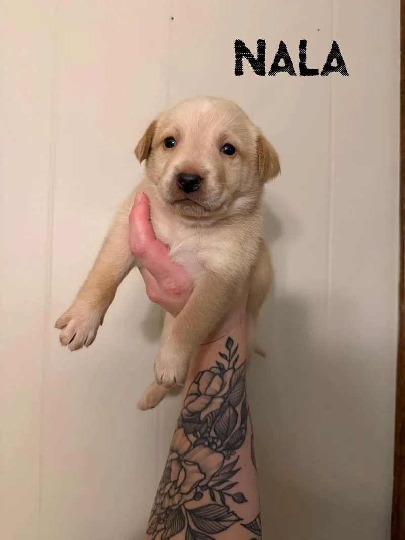 A baby medium-sized female Apricot / Beige Labrador Retriever dog named Nala for adoption in Pine Bluff, AR