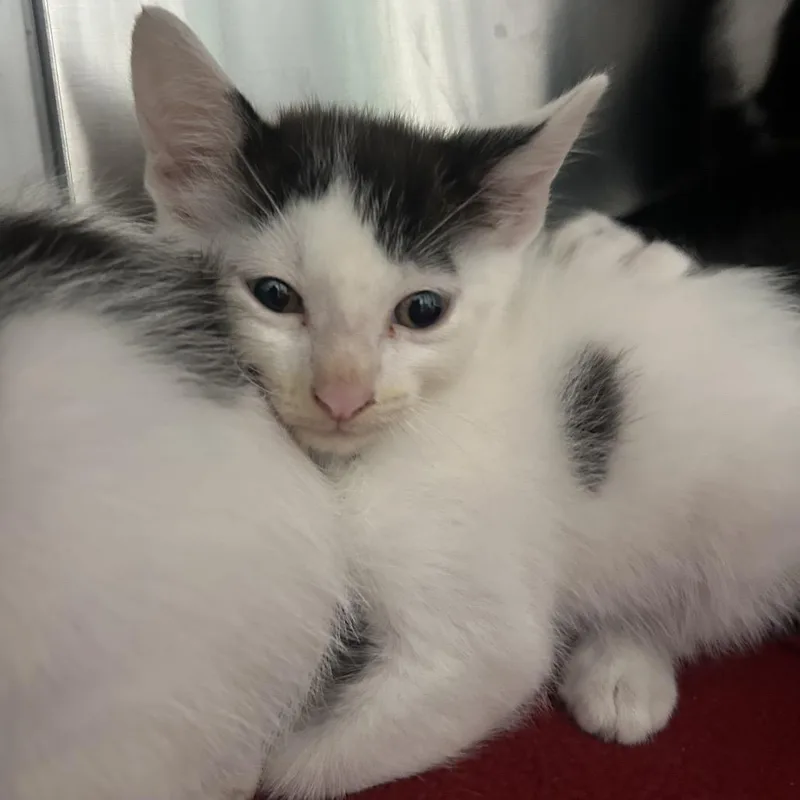 A baby small-sized male White Domestic Short Hair cat named Ludo for adoption in Pensacola, FL