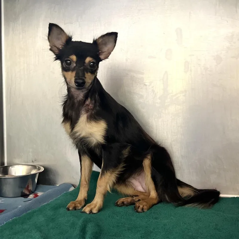 A young small-sized female Chihuahua dog named Miss McCloud for adoption in Edinburg, TX