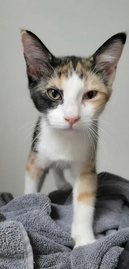 A young small-sized female Domestic Short Hair cat named Caramelo for adoption in Phoenix, AZ