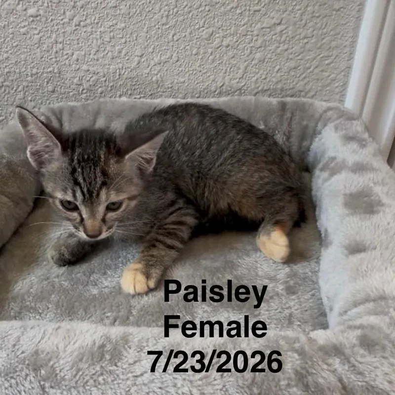 A baby small-sized female Domestic Short Hair cat named Paisley for adoption in League City, TX