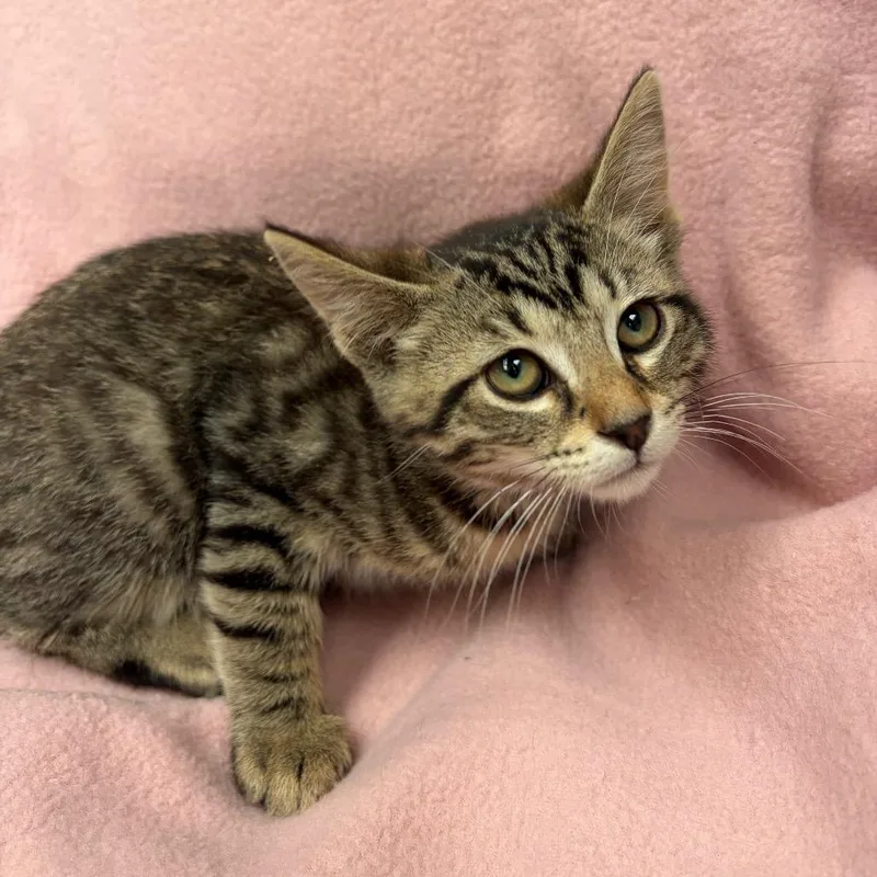 A baby small-sized male Brown / Chocolate Domestic Short Hair cat named Hoppy for adoption in West Point, MS