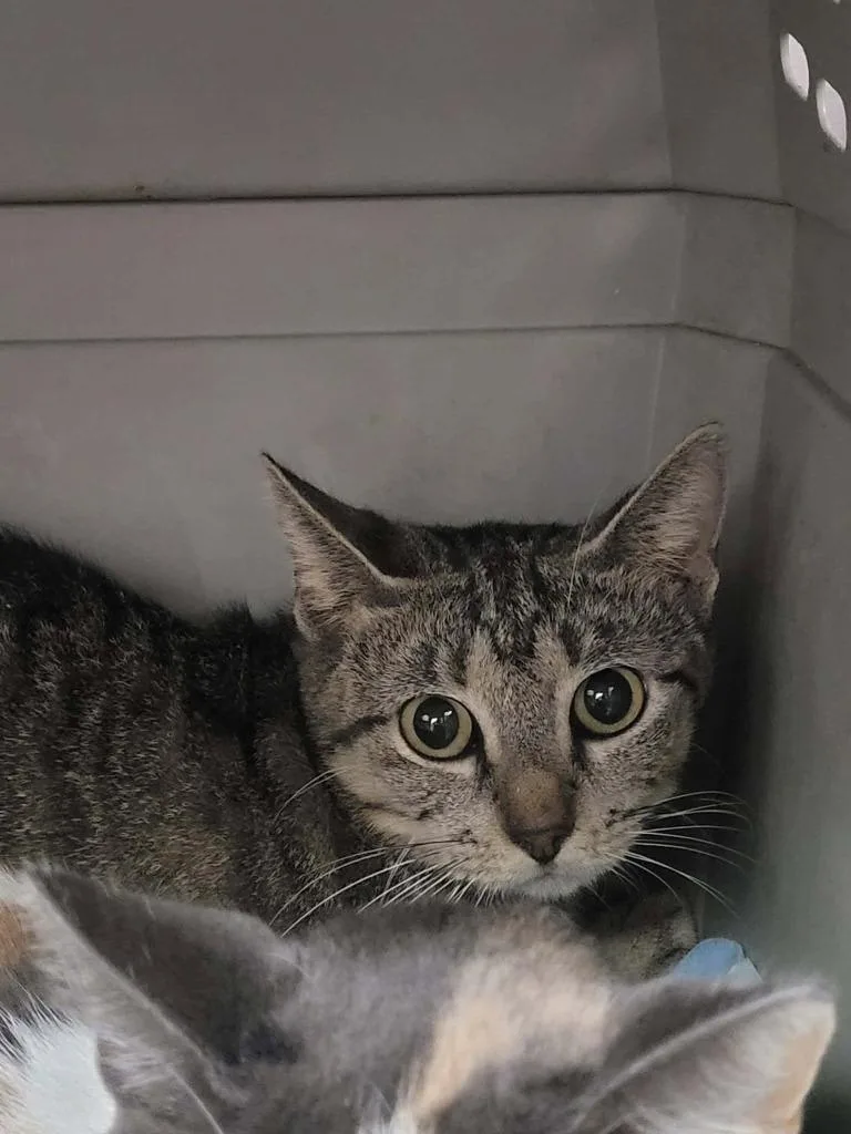 An adult medium-sized female Domestic Short Hair cat named Main for adoption in Republic, MO