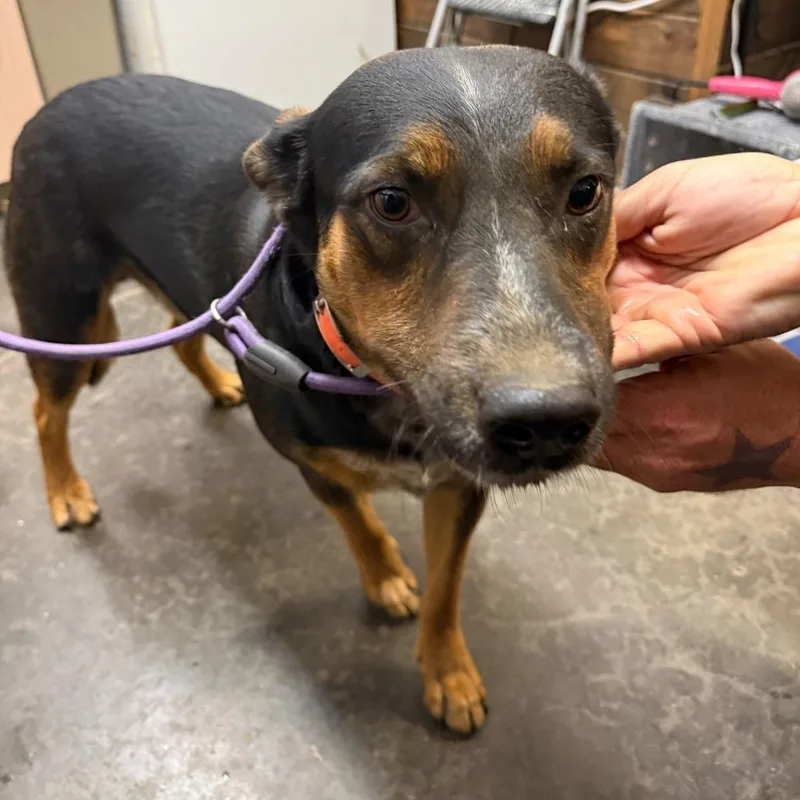 An adult large-sized male Black Mixed Breed dog named Forrest for adoption in Evensville, TN