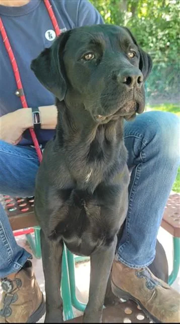 A young large-sized male Labrador Retriever dog named Carbon for adoption in Saint Peters, MO