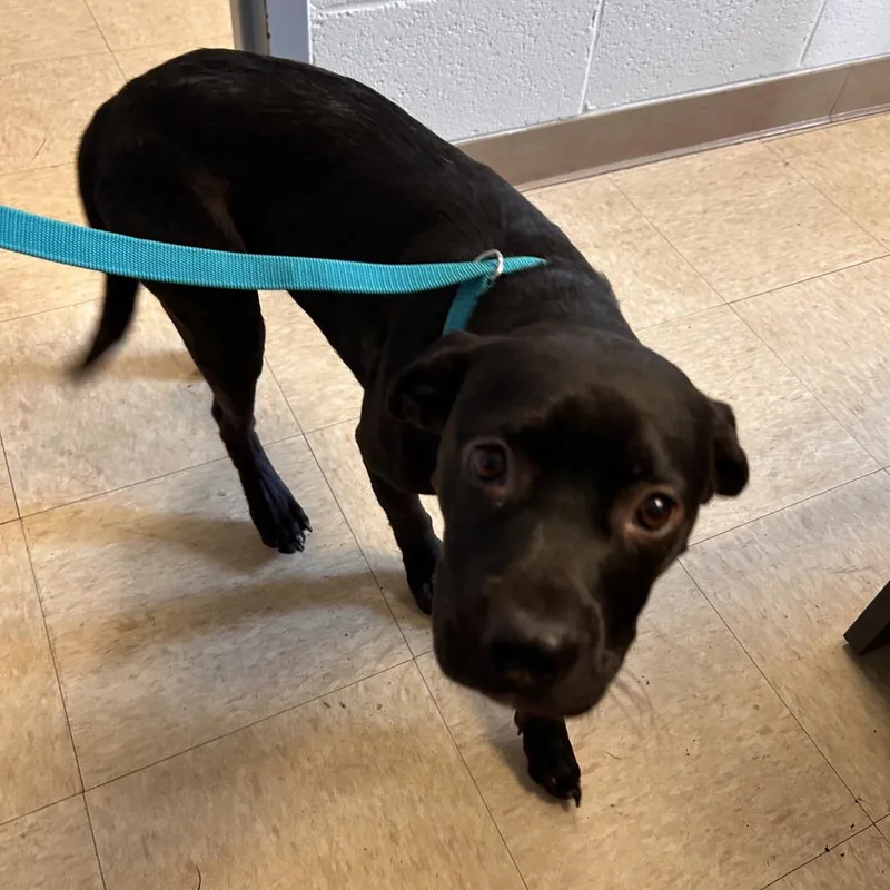 An adult small-sized male Labrador Retriever dog named StrayChub Lake RdCCC for adoption in Roxboro, NC