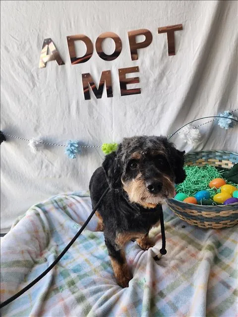 An adult medium-sized male Terrier dog named Pluto for adoption in Chatsworth, CA