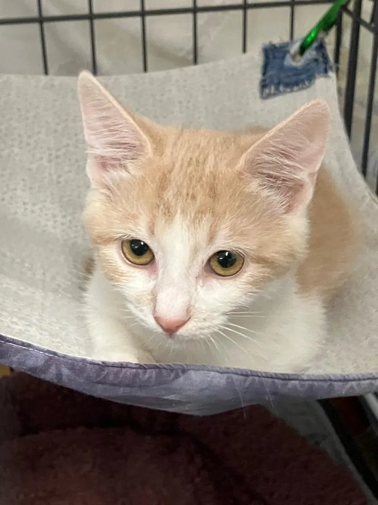 A baby small-sized female Domestic Short Hair cat named Sadi for adoption in Lunenburg, MA