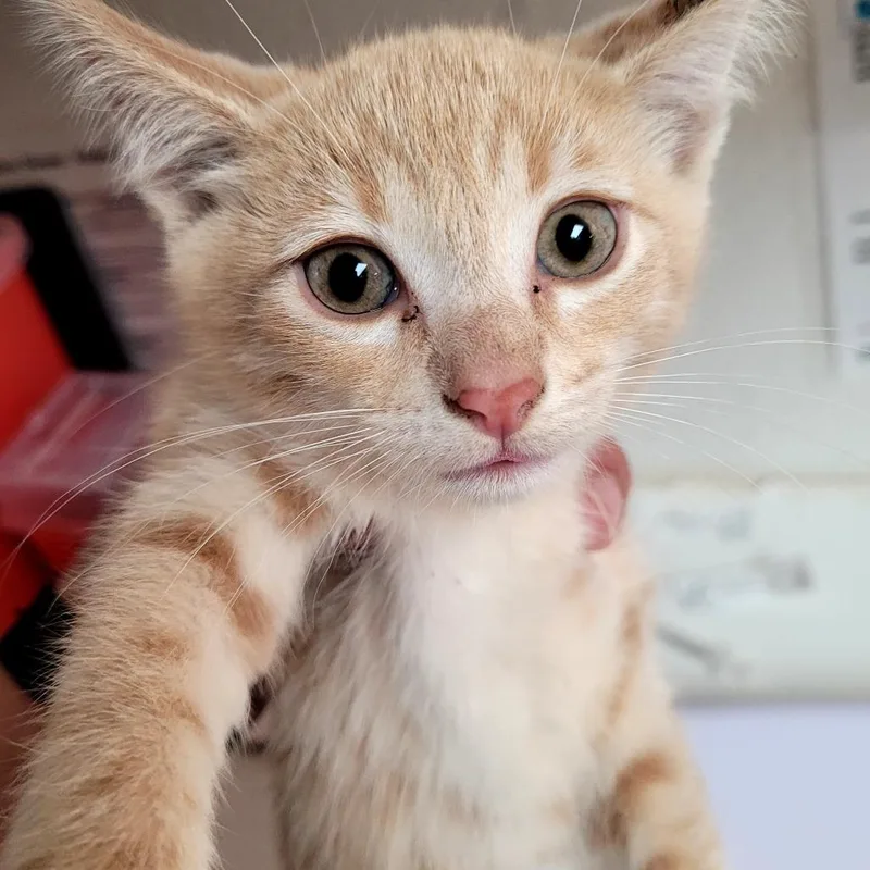 A baby small-sized male Domestic Short Hair cat named Tango for adoption in Allyn, WA
