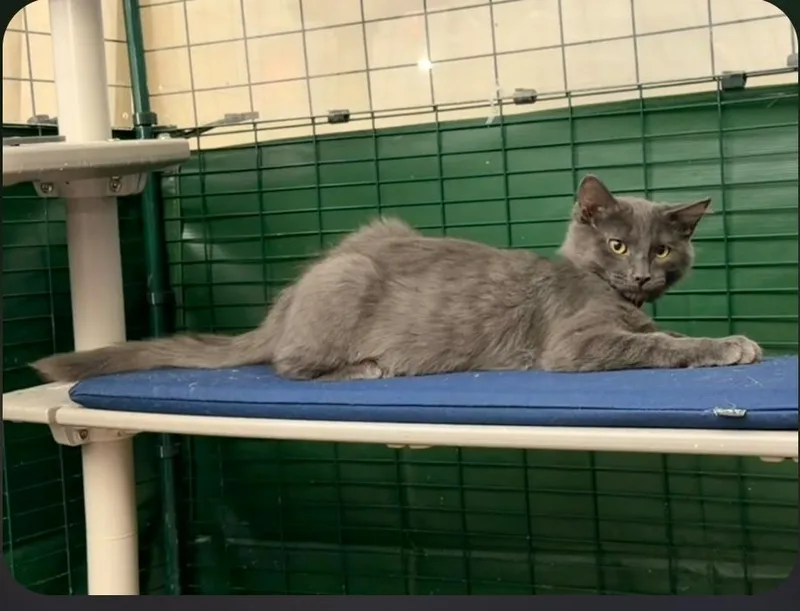 A young medium-sized female Gray / Blue / Silver Domestic Short Hair cat named Nimbus for adoption in Mission Viejo, CA