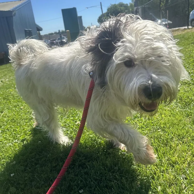 An adult medium-sized male White / Cream Mixed Breed dog named Raq for adoption in Philadelphia, PA