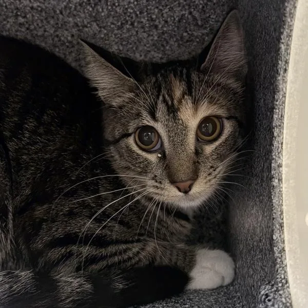 A young medium-sized female Domestic Short Hair cat named Patches  Bonded Buddy for adoption in Des Moines, IA