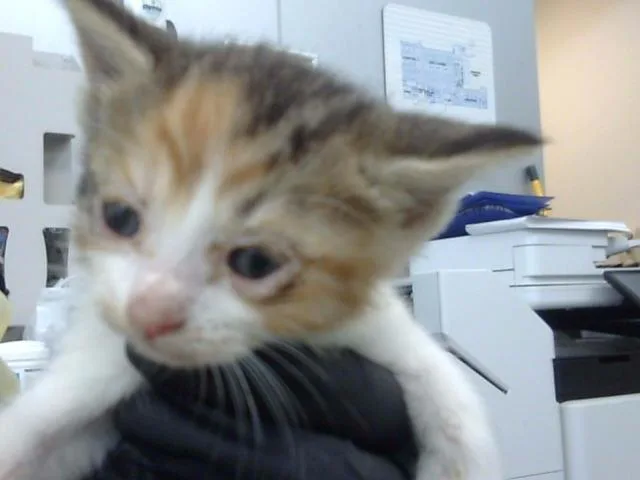 A baby medium-sized female Domestic Long Hair cat named Maple for adoption in Dallas, TX