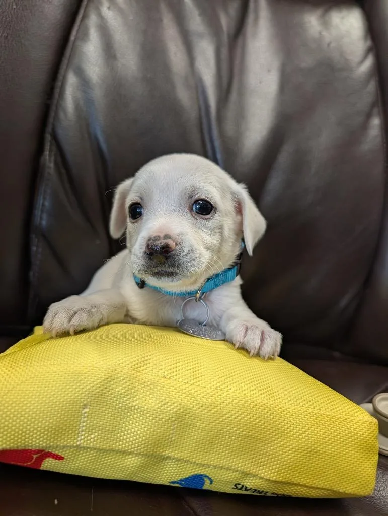A baby small-sized male Chihuahua dog named Sharktooth for adoption in Reno, NV