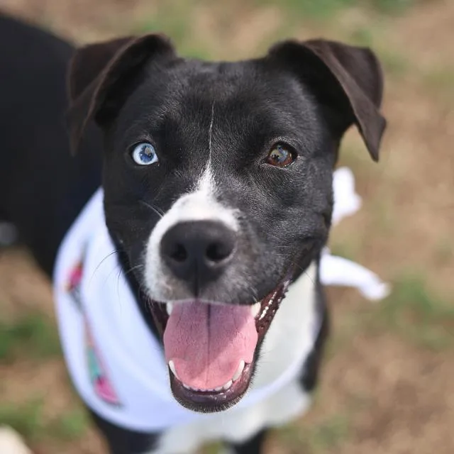 A young medium-sized female Labrador Retriever dog named Kitana for adoption in San Antonio, TX