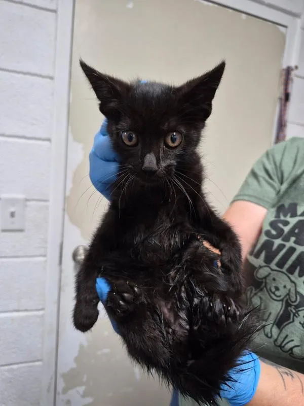 A baby small-sized female Domestic Short Hair cat named Persephone for adoption in Morristown, TN