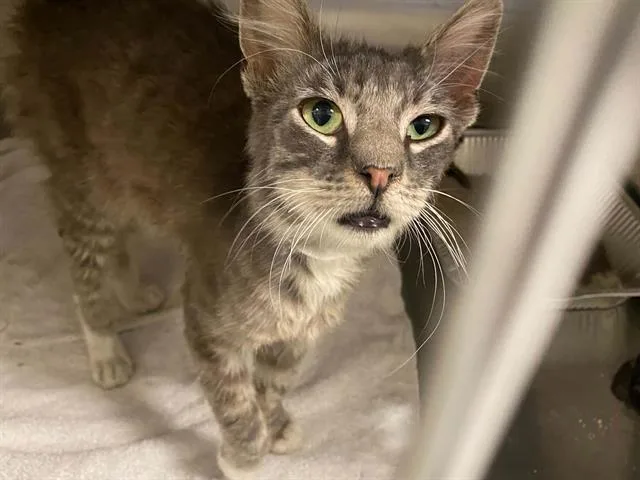 A young medium-sized male Domestic Medium Hair cat named Champ for adoption in Tustin, CA