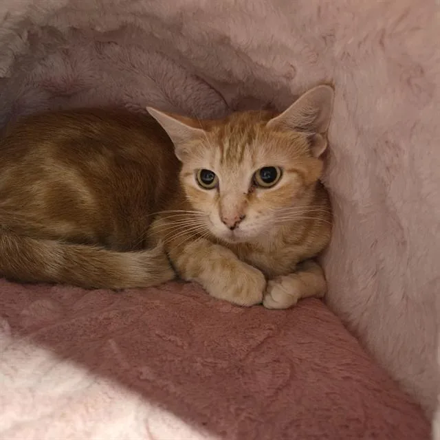 A young medium-sized female Domestic Short Hair cat named Pheonix for adoption in Palmetto, FL