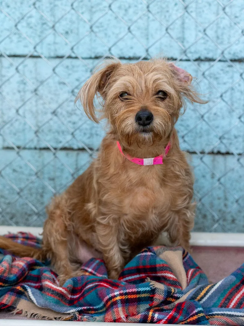 An adult small-sized female Terrier dog named Cinny for adoption in Fresno, CA
