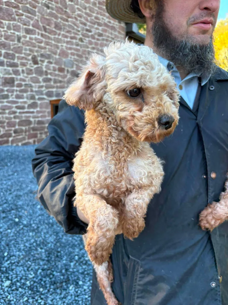 An adult small-sized female Miniature Poodle dog named Millie for adoption in Havertown, PA