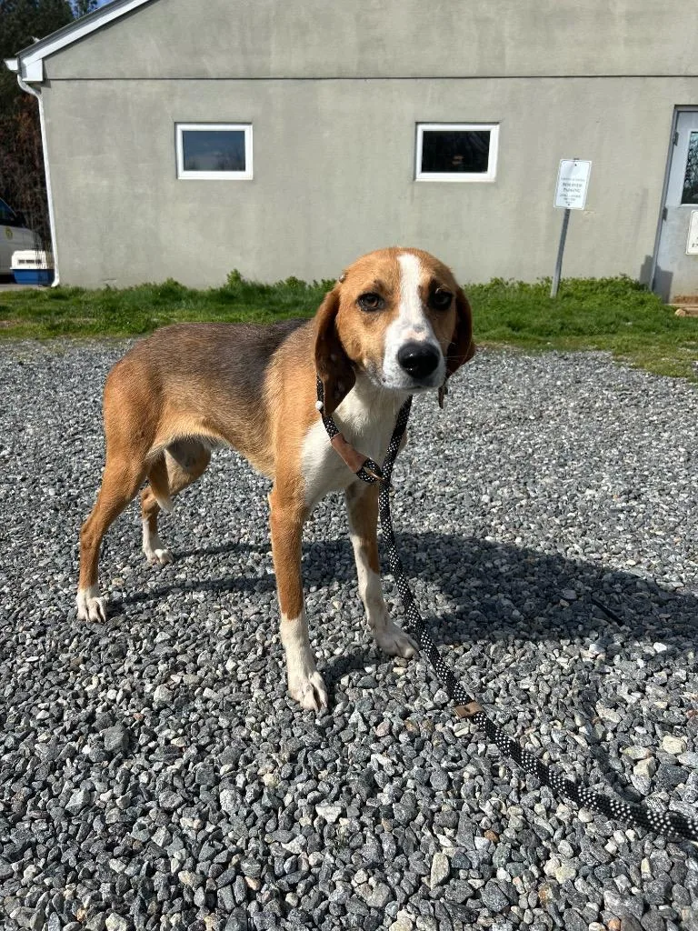 Chew