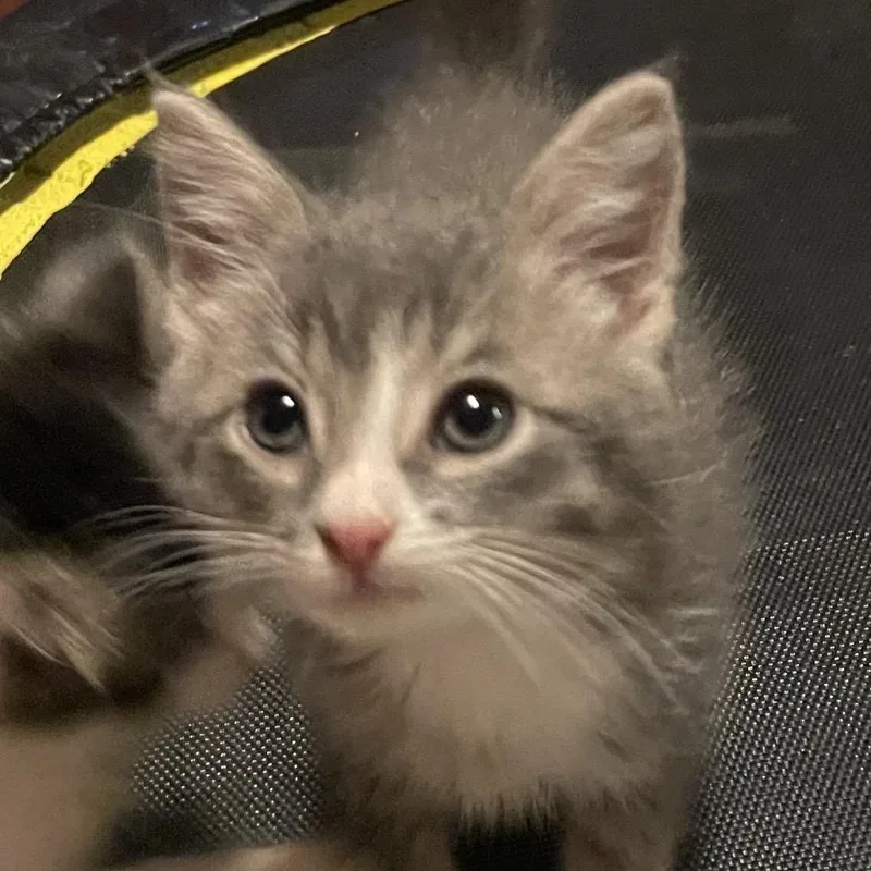 A baby small-sized male Gray / Blue / Silver Domestic Medium Hair cat named Zander for adoption in Springboro, OH