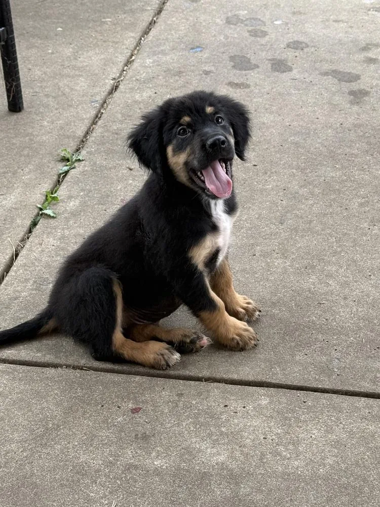 A baby medium-sized male Australian Shepherd dog named Rowan for adoption in South Bend, IN